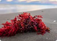 Astaxanthin
