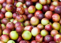 VITAMIN C (Camu Camu)