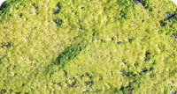 CHELATED COPPER