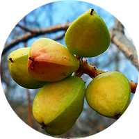 Boswellia Serrata Extract (AKBA 30%) (150mg)