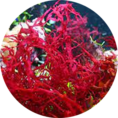 Astaxanthin