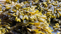 Bladderwrack