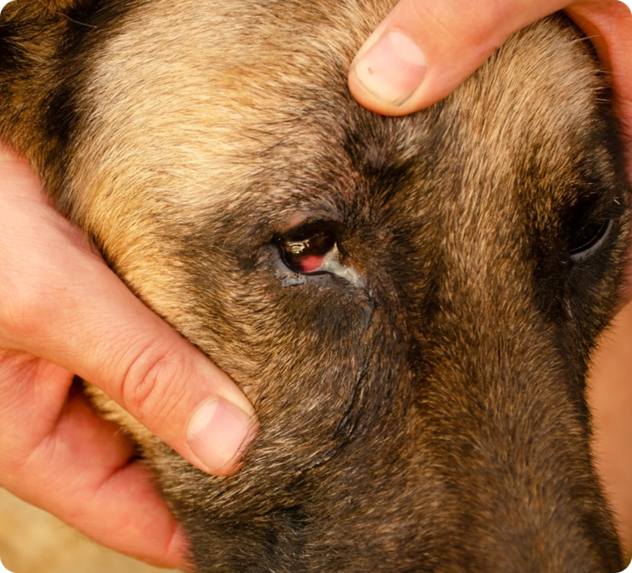 Dog Eye Image